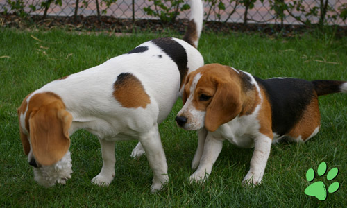 Beagles Olga und Odetta